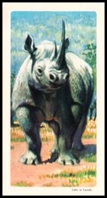 31 Black Rhinoceros